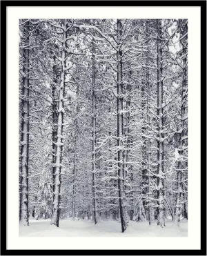 Framed Art Print, 'Pine Forest in the Snow, Yosemite National Park' by Ansel Adams: Outer Size 25 x 31"