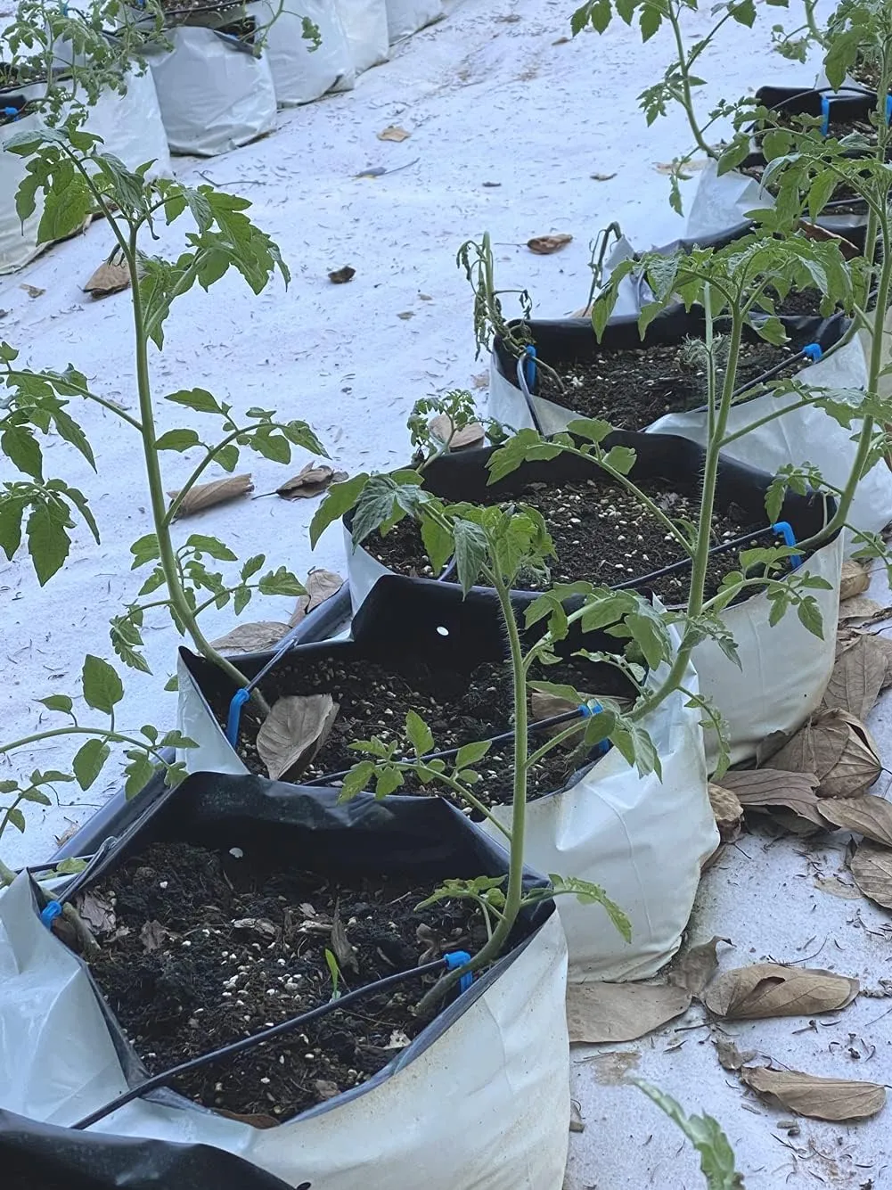 HORTIPOTS Black and White Plastic Grow Bags 1 2 3 Gallon (1 Gallon-Pack of 100)