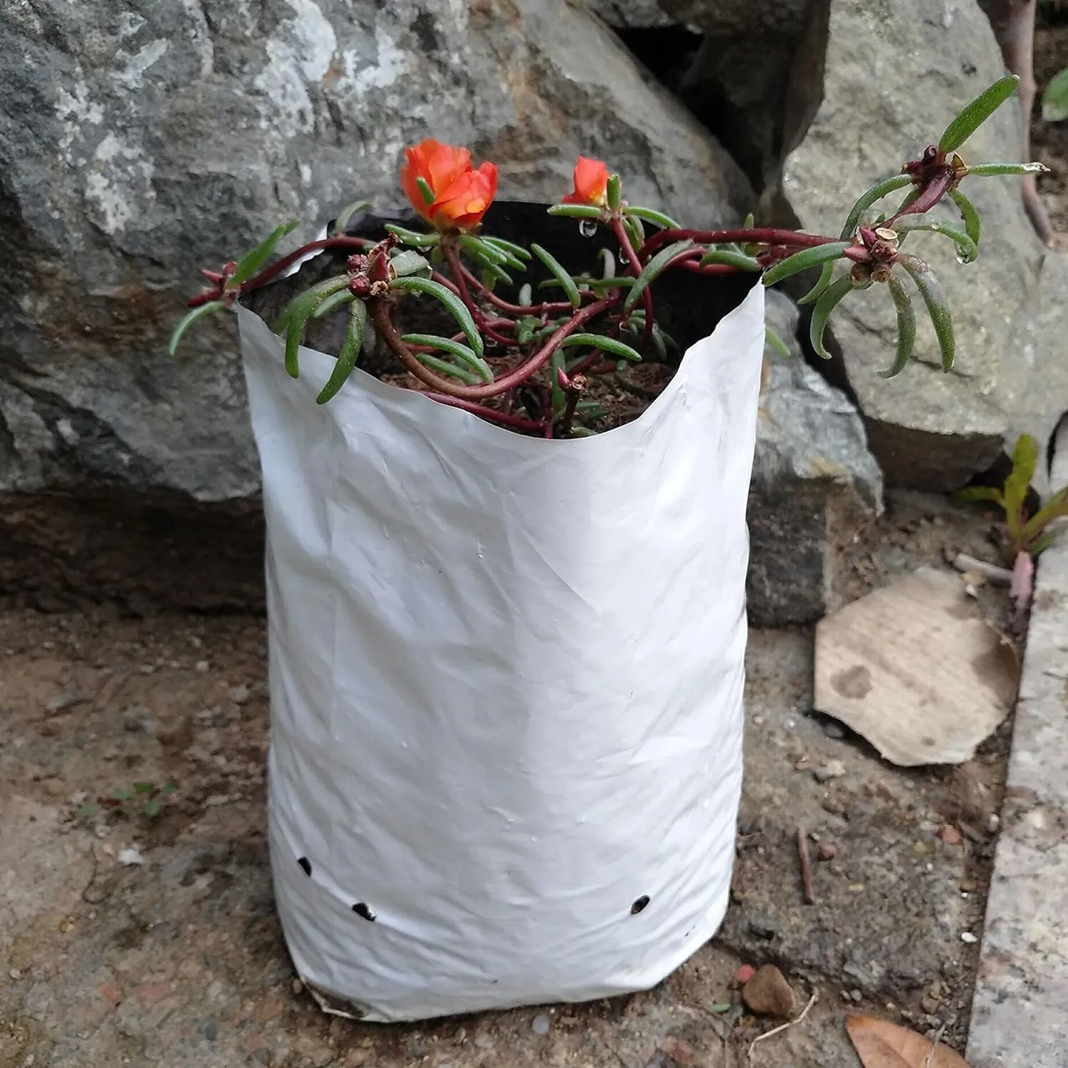 TEXALAN(R Poly Grow Bag Planters Panda Film Black and White 5 Gallon 25pcs